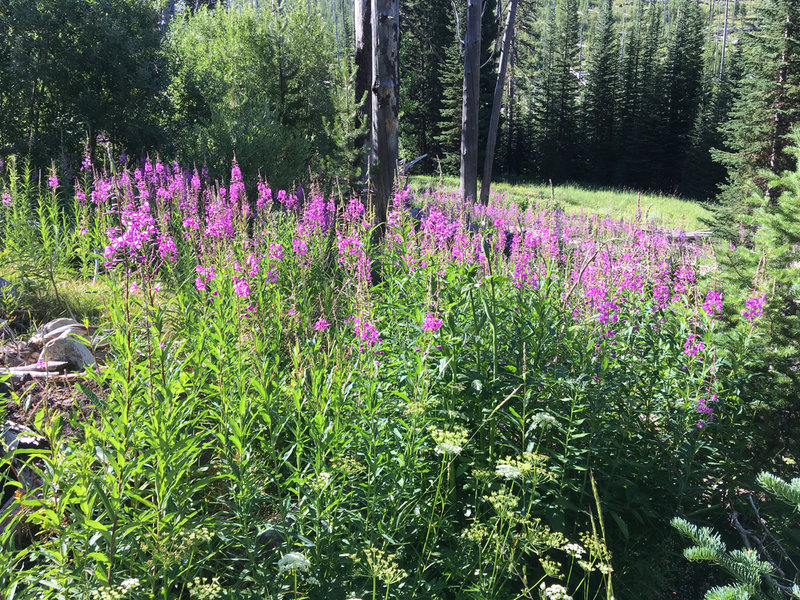 Fireweed patch