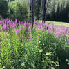 Fireweed patch