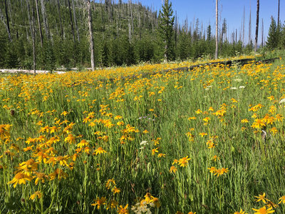 Large wild fiower patches just off the trail.