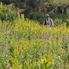 Early August wildflowers are spectacular here.