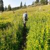 If you like large meadows, full to bursting with wildflowers, this is your trail