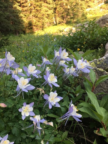 Rocky Mountain Columbine along the Fall Creek Trail