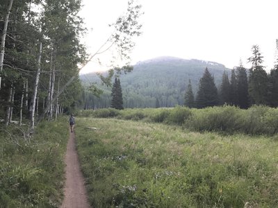 Singletrack Desolation Trail winds through aspens, evergreens, and grassy meadows