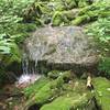 Springs create a small stream that you cross and recross on the downhill section of the Mountain View Trail