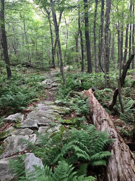 Large stepping stones and ferns on upper elevation of Mountain View Trail