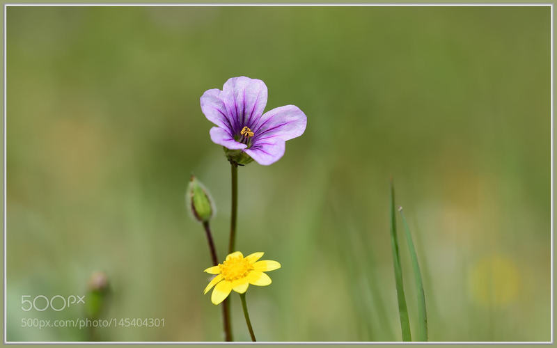 Standing Together: Wildflower pals in Placerita Canyon.