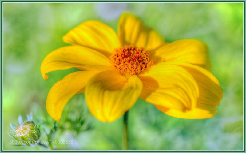 Goldilocks Rocks Wildflowers: aka Bidens Ferulifolia, growing amongst some rocks and loving the sunshine!