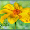 Goldilocks Rocks Wildflowers: aka Bidens Ferulifolia, growing amongst some rocks and loving the sunshine!