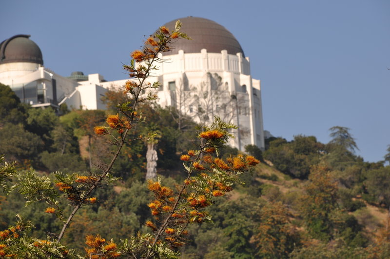 Interesting blooms and the Griffith Park Observatory