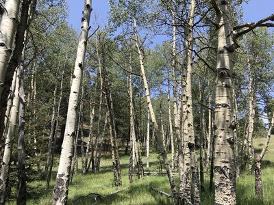 Stand of Aspens in color
