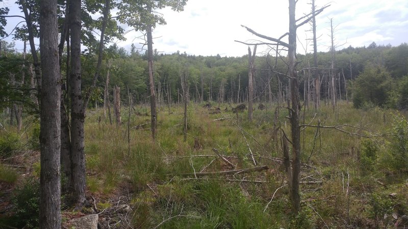 Swamp along Wantastiquet-Monadnock Greenway - Keene Connector