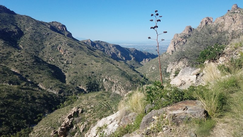 Looking down Bear Canyon from top