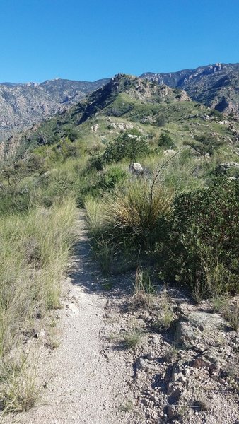 Trail conditions are great on E Fork Trail in the high country