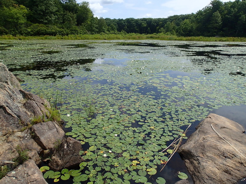 Water Lily's blooming on John Allen Pond