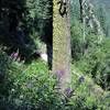 Fireweed and paintbrush on Upper Bull Gap trail (Photo by Robert Nicholson)