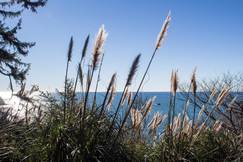 Pacific Ocean through the reeds