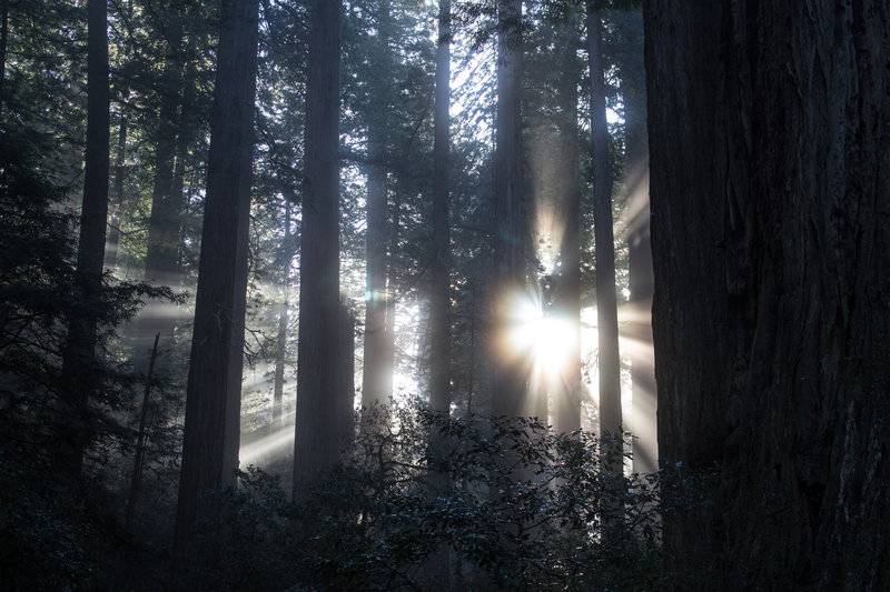 Morning light shining through the trees