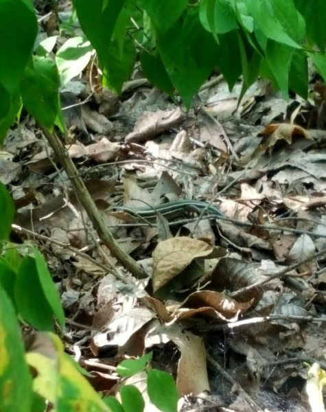 A five-lined skink hanging out along the trail.