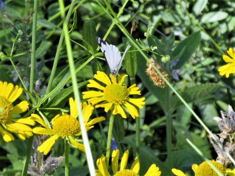 Sneezeweed on the Bull Gap trail (Photo by Robert Nicholson)