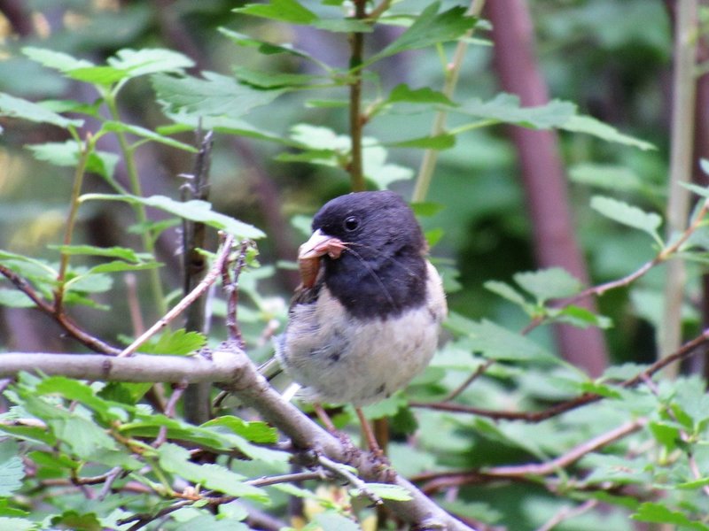 Oregon Black Eyed Junco with insect hors d'oeuvres on Rd 200. This road is infrequently used by vehicles--or peds or bikes so wildlife abounds.