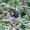 Oregon Black Eyed Junco with insect hors d'oeuvres on Rd 200. This road is infrequently used by vehicles--or peds or bikes so wildlife abounds.