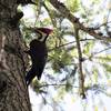 Pileated woodpecker on Lewis Loops (Photo by Robert Nicholson)