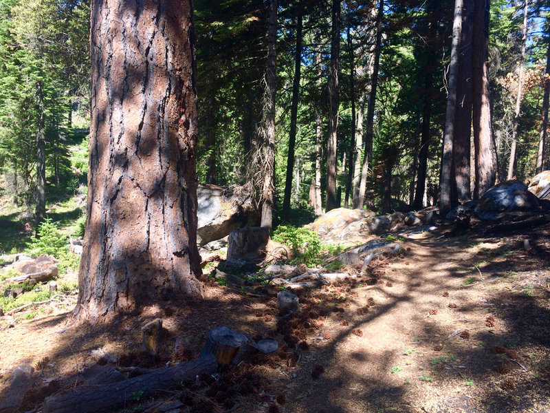 Ponderosas and large granitic boulders feature prominently on No Candies