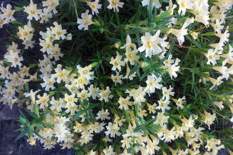 Flowers along the trail.