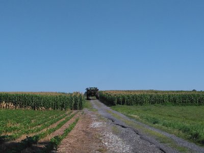 A tractor getting into the corn crops.