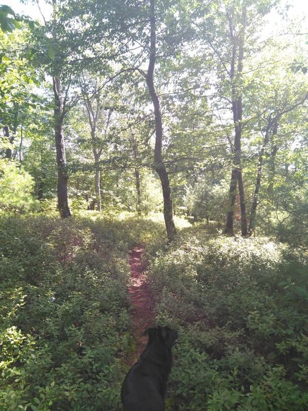 My dog running on the trail.