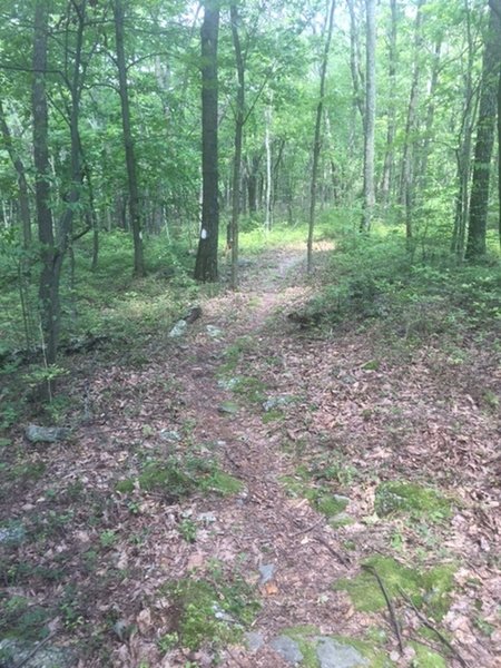 Rocky singletrack.