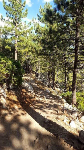 Heading east on Skyline Trail