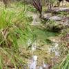 Most of the year, you'll hear the creek flowing as you come across the lower parts of the gullies.