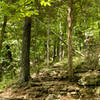 A rocky portion of the Lime Kiln Trail where the elevation changes.