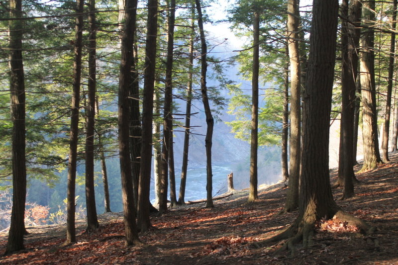 View of Gorge through the woods.