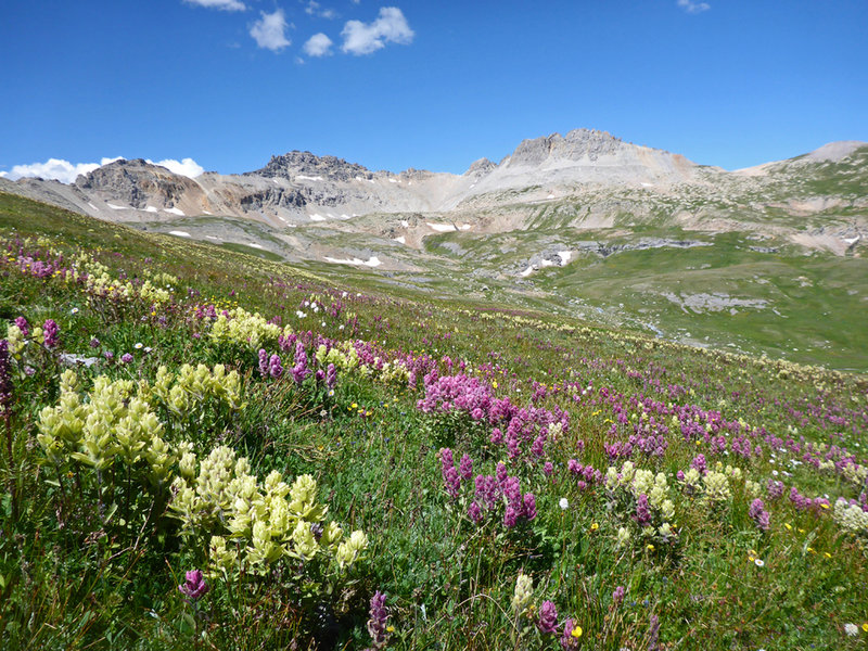 Paintbrush in Mill Creek Basin.