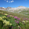 Paintbrush in Mill Creek Basin.