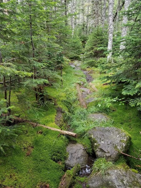 Lower part of trail has beautifully carpeted trails.