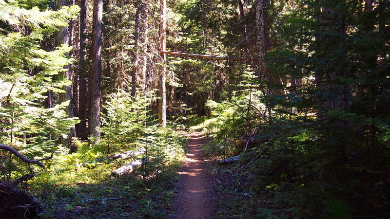 Start of the Surveyor's Ridge Trail from the southern trailhead.