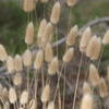 Wildflower in Lands End.