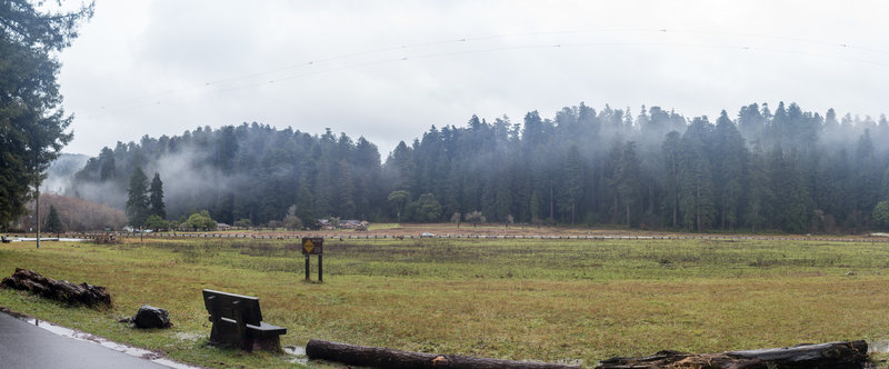 Prairie Creek meadows on a misty rainy winter morning.