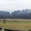 Prairie Creek meadows on a misty rainy winter morning.