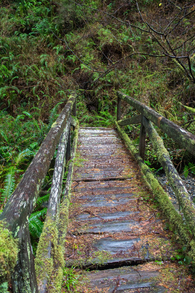 Mossy bridge crossing one of the creeks on Saddler Skyline Trail.