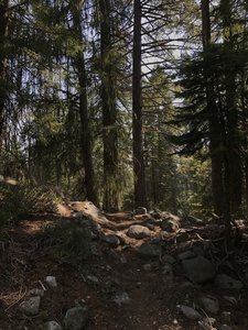 Brewer's spruce on Sugar Lake Trail in Russian Wilderness
