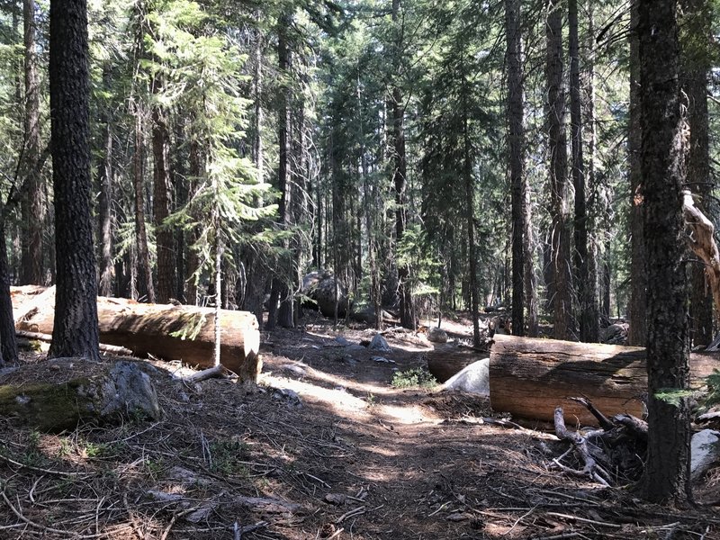 Sugar Lake Trail in Russian Wilderness.