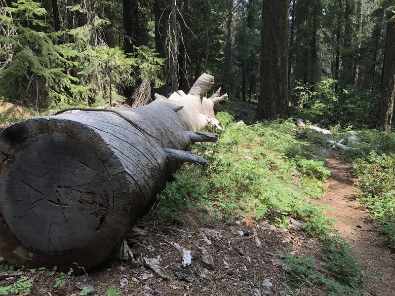 Sugar Lake Trail in Russian Wilderness