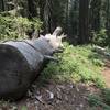 Sugar Lake Trail in Russian Wilderness