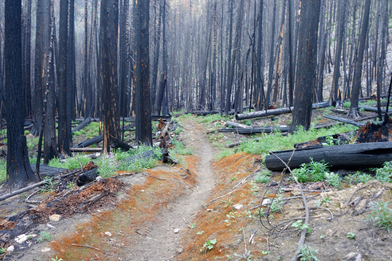 New growth one year after the fire.