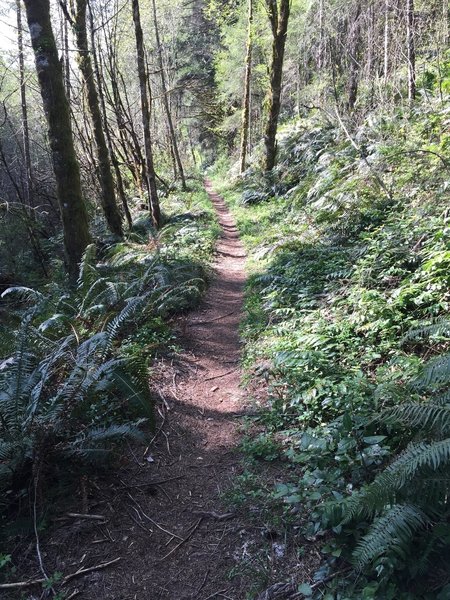 Bells Mountain, amazing singletrack.