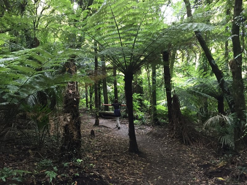 Great track through native bush with beautiful ferns